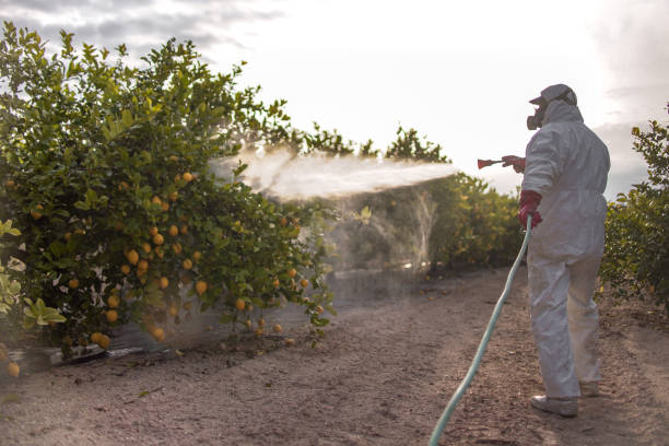 Best Pest Removal Services  in Malverne, NY